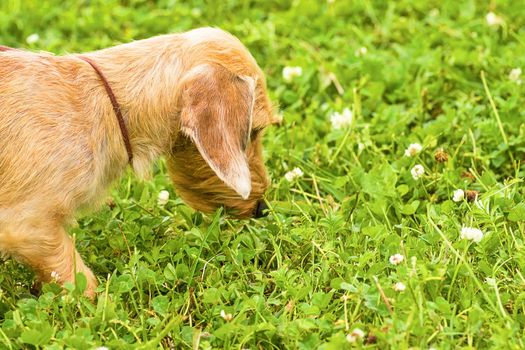 Terrier Standing in the rack, green background. Space under the text. 2018 year of the dog in the eastern calendar Concept: parodist dogs, dog friend of man, true friends, rescuers.