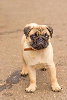 Pug dog. Sits in front of the camera and looks up against a background of green blurry grass. Space under the text. 2018 year of the dog in the eastern calendar