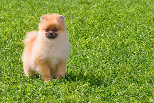 Pomeranian Spitz is a decorative breed of dogs. Runs on the green grass, well lit by the sun. Space under the text. 2018 year of the dog in the eastern calendar Concept: parodist dogs, dog friend of man, true friends, rescuers.