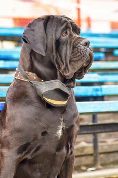 Neapolitana Mastino. Background of green blurry grass. Space under the text. 2018 year of the dog in the eastern calendar. Concept: parodist dogs, dog friend of man, true friends, rescuers.