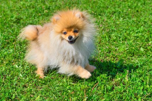 Spitz Laughing and smiling dog. Runs on the green grass, well lit by the sun. Space under the text. 2018 year of the dog in the eastern calendar Concept: parodist dogs, dog friend of man, true friends, rescuers.