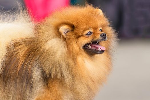 Spitz is a decorative breed of dogs. Runs on the green grass, well lit by the sun. Space under the text. 2018 year of the dog in the eastern calendar Concept: parodist dogs, dog friend of man, true friends, rescuers.