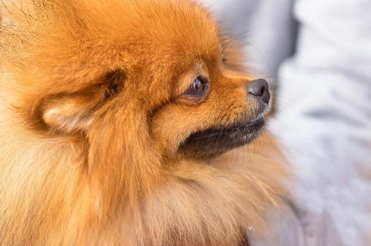 Spitz is a decorative breed of dogs. Runs on the green grass, well lit by the sun. Space under the text. 2018 year of the dog in the eastern calendar Concept: parodist dogs, dog friend of man, true friends, rescuers.
