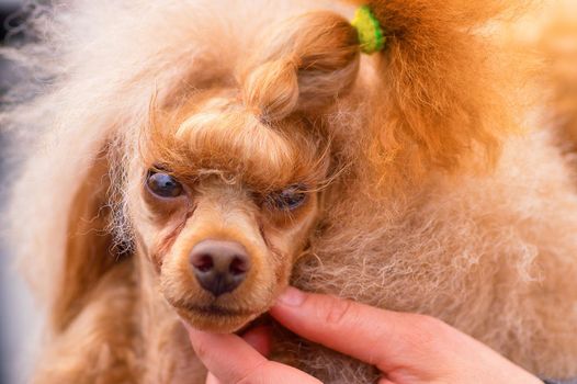 Dog of the Poodle breed, combed and cut, braided plaits. Space under the text. 2018 year of the dog in the eastern calendar Concept: parodist dogs, dog friend of man, true friends, rescuers.