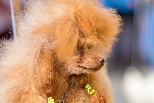 Dog of the Poodle breed, combed and cut, braided plaits. Space under the text. 2018 year of the dog in the eastern calendar Concept: parodist dogs, dog friend of man, true friends, rescuers.