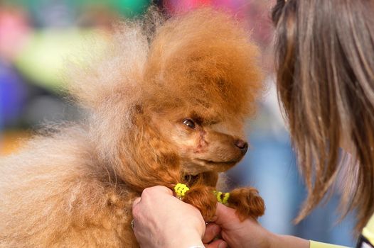 Dog of the Poodle breed, combed and cut, braided plaits professional master. Dog show. 2018 year of the dog in the eastern calendar Concept: parodist dogs, dog friend of man, true friends, rescuers.