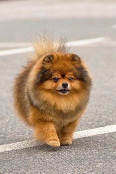 Spitz is a decorative breed of dogs. Runs on the green grass, well lit by the sun. Space under the text. 2018 year of the dog in the eastern calendar Concept: parodist dogs, dog friend of man, true friends, rescuers.