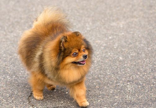 Spitz is a decorative breed of dogs. Runs on the green grass, well lit by the sun. Space under the text. 2018 year of the dog in the eastern calendar Concept: parodist dogs, dog friend of man, true friends, rescuers.