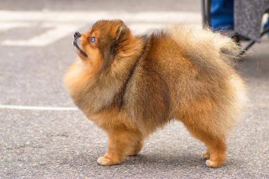Spitz is a decorative breed of dogs. Runs on the green grass, well lit by the sun. Space under the text. 2018 year of the dog in the eastern calendar Concept: parodist dogs, dog friend of man, true friends, rescuers.
