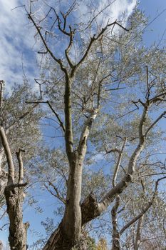 Olive tree. Agricultural tourism in Italy. Bottom view.