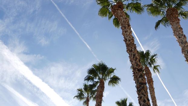 Palms in Los Angeles, California, USA. Summertime aesthetic of Santa Monica and Venice Beach on Pacific ocean. Clear blue sky and iconic palm trees. Atmosphere of Beverly Hills in Hollywood. LA vibes.