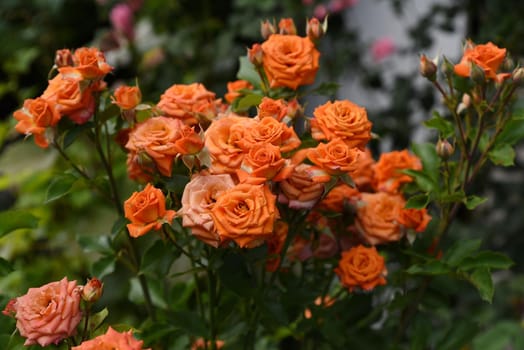 A bush of orange roses in the old garden at the end of August