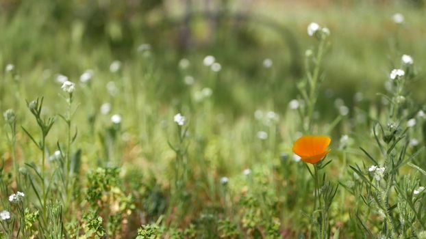 Colorful wildflower blossom, spring morning meadow, natural botanical background. Flower delicate bloom soft focus, gardening in California, USA. Multicolored romantic springtime flora. Herbs variety.