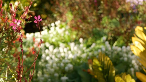 Colorful wildflower blossom, spring morning meadow, natural botanical background. Flower delicate bloom soft focus, gardening in California, USA. Multicolored romantic springtime flora. Herbs variety.