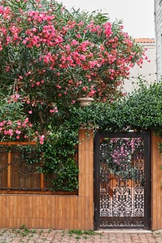 Decoration of a residential building with bright purple flowers.