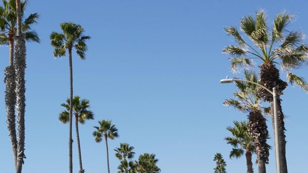 Palms in Los Angeles, California, USA. Summertime aesthetic of Santa Monica and Venice Beach on Pacific ocean. Clear blue sky and iconic palm trees. Atmosphere of Beverly Hills in Hollywood. LA vibes.