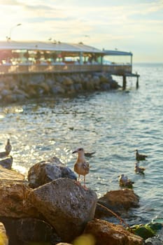 The seagull poses on the rocks by the sea.