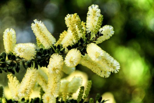 Beautiful yellow acacia dealbata in the garden in spring