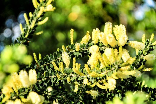 Beautiful yellow acacia dealbata in the garden in spring