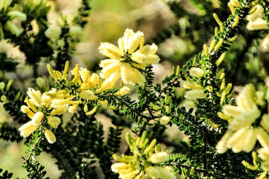 Beautiful yellow acacia dealbata in the garden in spring