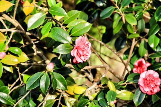 Beautiful pink gardenia flowers in the garden under the sun