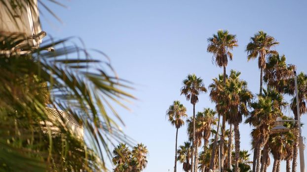 Palms in Los Angeles, California, USA. Summertime aesthetic of Santa Monica and Venice Beach on Pacific ocean. Clear blue sky and iconic palm trees. Atmosphere of Beverly Hills in Hollywood. LA vibes.