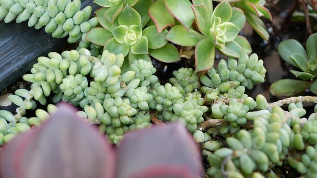 Succulent plants collection, gardening in California, USA. Home garden design, diversity of various botanical hen and chicks. Assorted mix of decorative ornamental echeveria houseplants, floriculture.