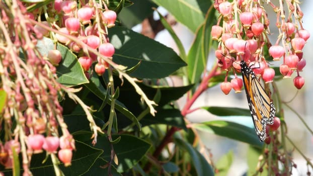 Monarch butterfly pollinate arbutus flower, California USA. Pink madrone blossom, romantic botanical atmosphere, delicate exotic bloom. Spring pastel colors. Springtime morning freshness in garden.