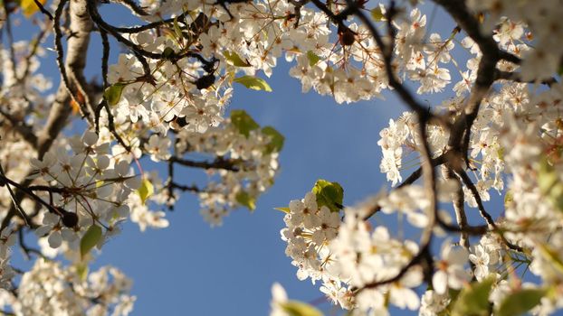 Spring white blossom of cherry tree, California, USA, Balboa Park. Delicate tender sakura flowers of pear, apple or apricot. Springtime fresh romantic atmosphere, pure botanical bloom soft focus bokeh