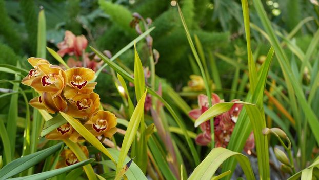 Orchid flower blossom in green leaves. Elegant colorful floral bloom. Exotic tropical jungle rainforest botanical atmosphere. Natural garden vivid greenery, paradise aesthetic. Decorative floriculture
