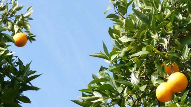 Citrus orange fruit on tree, California USA. Spring garden, american local agricultural farm plantation, homestead horticulture. Juicy fresh leaves, exotic tropical harvest on branch. Springtime sky.