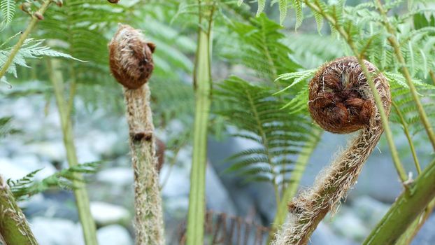Fern fresh new young green leaves. Exotic tropical amazon jungle rainforest, trendy botanical atmosphere. Natural lush foliage vivid greenery, paradise aesthetic. Plant leaf in forest, woods ecosystem