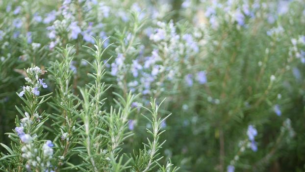 Rosemary salvia herb in garden, California USA. Springtime meadow romantic atmosphere, morning wind, delicate pure greenery of aromatic sage. Spring fresh garden or lea in soft focus. Flowers blossom.