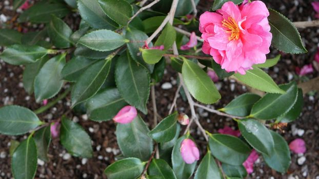 Ornamental garden flowers, home gardening in California, USA. Decorative botanical floriculture. Flora bloom, juicy plant colors.