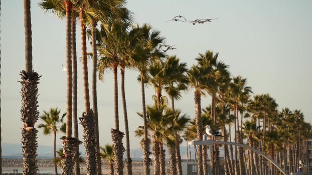Big pelican birds flying, pelecanus flock soaring in sky, large wingspan. Palm tree in Oceanside, California waterfront pacific ocean tropical beach resort, USA. Summertime sea coastline vacations.