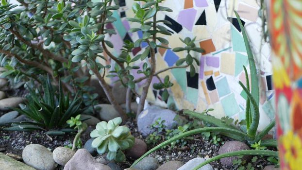 Succulents in flowerpot, gardening in California USA. Green house plants in colorful clay pots. Mexican style garden design, arid desert decorative floriculture. Natural botanical ornamental greenery.