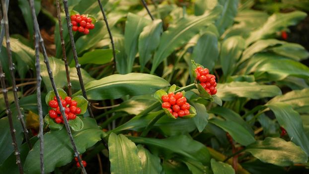 Red berries in forest, California USA. Exotic tropical jungle rainforest botanical atmosphere. Springtime morning juicy vivid greenery, plant leaves. Spring fairy garden, botanical freshness in wood.