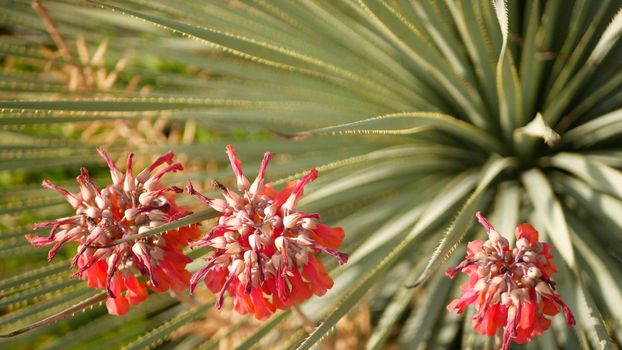 Lucky bells pink flower in garden, California USA. Mother of thousands springtime bloom, meadow romantic botanical atmosphere, delicate mexican hat kalanchoe plant blossom. Coral salmon spring color.