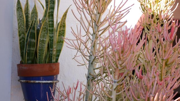Succulents in flowerpot, gardening in California USA. Green house plants in colorful clay pots. Mexican style garden design, arid desert decorative floriculture. Natural botanical ornamental greenery.