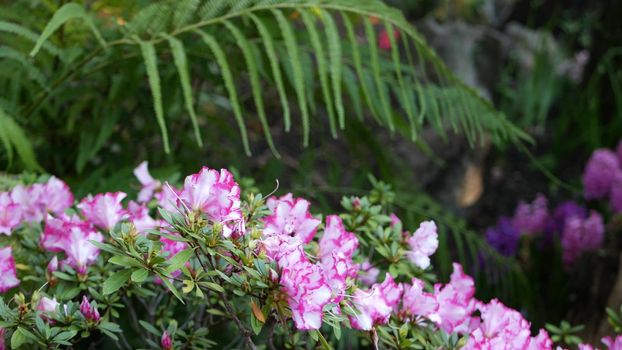 Azalea rhododendron purple flower in forest, California USA. Springtime morning atmosphere, delicate violet pink blossom, green fern plant frond leaves. Spring fairy botanical pure freshness in wood.