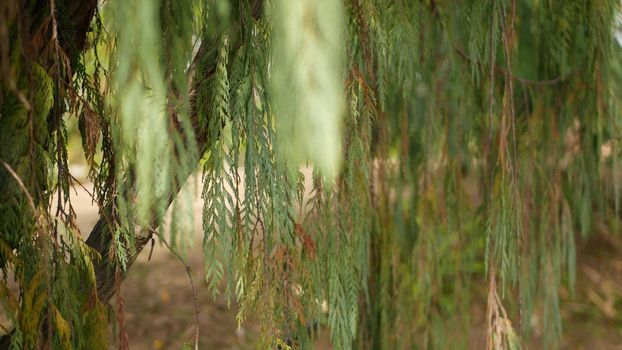 Cypress coniferous tree in garden, California USA. Natural botanical close up background. Atmosphere of spring morning forest, springtime woodland. Decorative delicate greenery, soft focus blur bokeh.