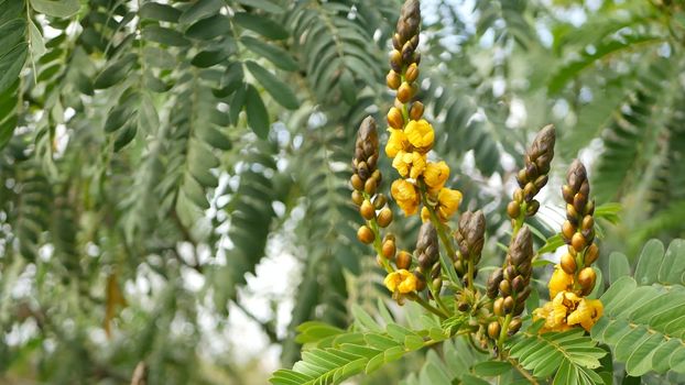 African senna flowers blossom, gardening in California, USA. Natural botanical close up background. Yellow bloom in spring morning garden, fresh springtime flora in soft focus. Candlestick juicy plant