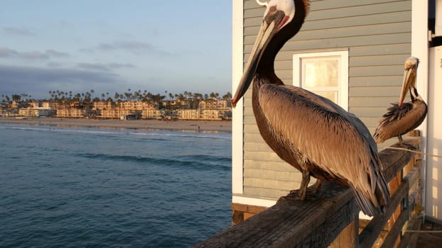Wild brown pelican on wooden pier railing, Oceanside boardwalk, California ocean beach, USA wildlife. Gray pelecanus by sea water. Close up of coastal big bird in freedom and seascape. Large bill beak