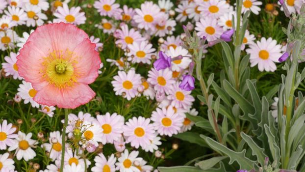 Pink soft daisy flower blossom, delicate marguerite. Natural botanical close up background. Wildflower bloom in spring morning garden or meadow, home gardening in California, USA. Springtime flora.