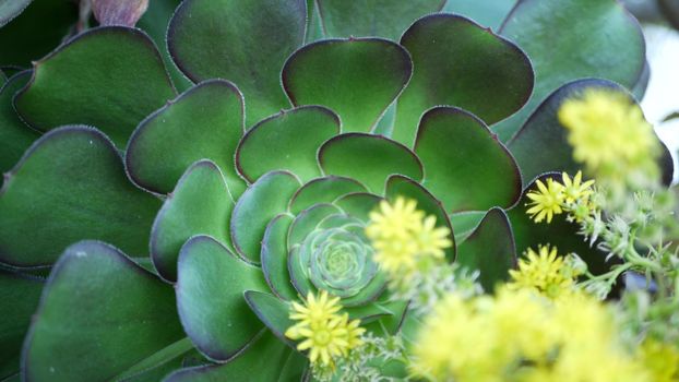 Aeonium arboreum houseleek tree yellow flower, California USA. Irish rose dark succulent inflorescence. Home gardening, american decorative ornamental houseplant, natural botanical desert atmosphere.