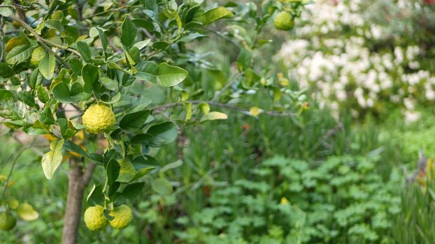 Bergamot citrus on tree, California USA. Orange and lemon hybrid in spring morning garden, homegrown gardening, homestead horticulture. Husbandry atmosphere. Green fresh juicy fruit, soft focus bokeh.