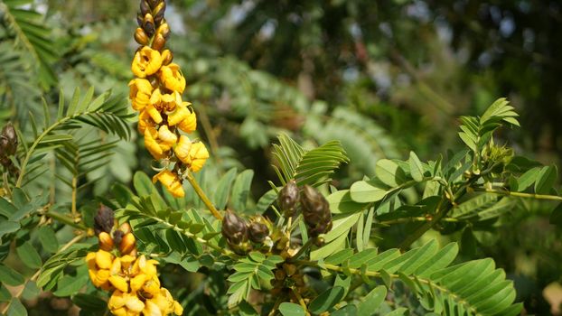 African senna flowers blossom, gardening in California, USA. Natural botanical close up background. Yellow bloom in spring morning garden, fresh springtime flora in soft focus. Candlestick juicy plant