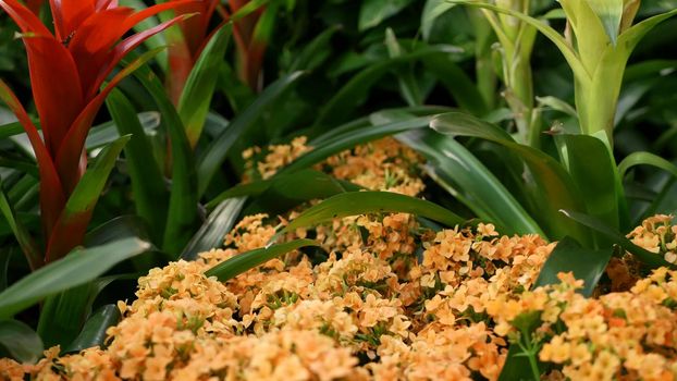 Flowers decoration for Chinese New Year. Red yellow ornamental flowerbed from chrysanthemum, hydrangea and guzmania. Multicolored bloom of juicy exotic plants, close up soft focus floral background.