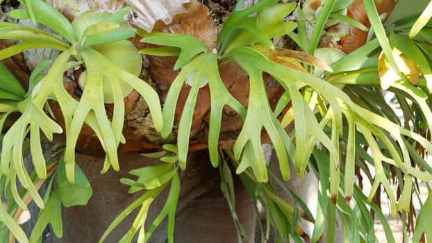 Elkhorn staghorn fern green leaves. Exotic tropical amazon jungle rainforest botanical atmosphere. Natural lush foliage vivid greenery, paradise aesthetic. Platycerium bifurcatum juicy fresh plant.