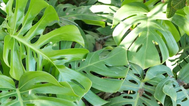 Exotic monstera jungle rainforest tropical atmosphere. Fresh juicy frond leaves, amazon dense overgrown deep forest. Dark natural greenery lush foliage. Evergreen ecosystem. Paradise calm aesthetic.